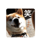 芝犬らん（個別スタンプ：22）