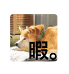 芝犬らん（個別スタンプ：23）