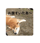 芝犬らん（個別スタンプ：24）