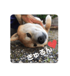 芝犬らん（個別スタンプ：25）