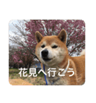 芝犬らん（個別スタンプ：26）