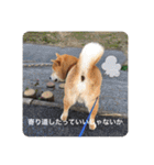 芝犬らん（個別スタンプ：27）