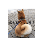 芝犬らん（個別スタンプ：28）