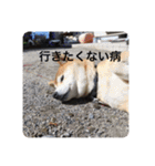 芝犬らん（個別スタンプ：30）