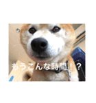 芝犬らん（個別スタンプ：31）
