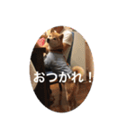 芝犬らん（個別スタンプ：33）