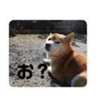 芝犬らん（個別スタンプ：34）