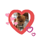 芝犬らん（個別スタンプ：35）