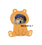 芝犬らん（個別スタンプ：36）