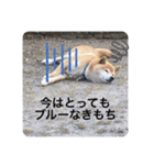 芝犬らん（個別スタンプ：38）