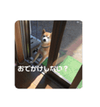 芝犬らん（個別スタンプ：39）