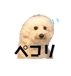ぼー太郎の日常（個別スタンプ：20）