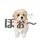 ぼー太郎の日常（個別スタンプ：37）