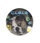 ブルドッグのガジラ（個別スタンプ：3）