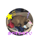 ブルドッグのガジラ（個別スタンプ：4）