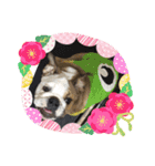 ブルドッグのガジラ（個別スタンプ：22）
