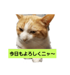 空やん2（個別スタンプ：5）
