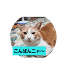 シゲくん（個別スタンプ：3）