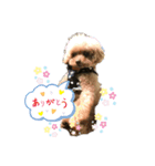 我が家のあろはちゃん❶（個別スタンプ：1）
