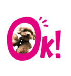 我が家のあろはちゃん❶（個別スタンプ：2）