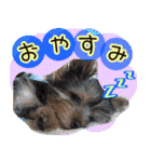 いけいけチョッちゃん！（個別スタンプ：11）