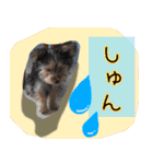 いけいけチョッちゃん！（個別スタンプ：12）