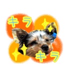 いけいけチョッちゃん！（個別スタンプ：19）