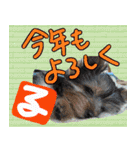 いけいけチョッちゃん！（個別スタンプ：21）