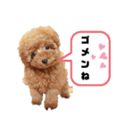ボストンケンネル の仲間たち①（個別スタンプ：3）