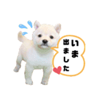 ボストンケンネル の仲間たち①（個別スタンプ：8）