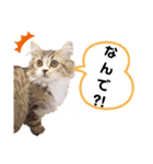 ボストンケンネル の仲間たち①（個別スタンプ：10）