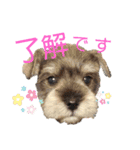 ボストンケンネル の仲間たち①（個別スタンプ：13）