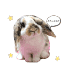 とらちゃん専用スタンプ★（個別スタンプ：1）