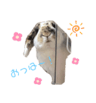 とらちゃん専用スタンプ★（個別スタンプ：2）
