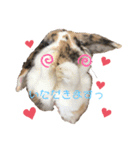 とらちゃん専用スタンプ★（個別スタンプ：5）