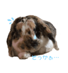 とらちゃん専用スタンプ★（個別スタンプ：10）