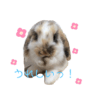 とらちゃん専用スタンプ★（個別スタンプ：14）