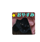 こぶやんスタンプ  第4弾（個別スタンプ：12）