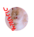 色々ゆめちゃんスタンプ（個別スタンプ：2）