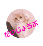 色々ゆめちゃんスタンプ（個別スタンプ：3）