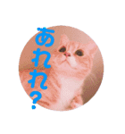 色々ゆめちゃんスタンプ（個別スタンプ：4）
