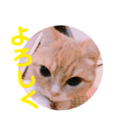 色々ゆめちゃんスタンプ（個別スタンプ：10）
