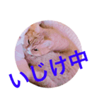 色々ゆめちゃんスタンプ（個別スタンプ：14）