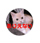 色々ゆめちゃんスタンプ（個別スタンプ：15）