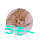 色々ゆめちゃんスタンプ（個別スタンプ：19）