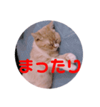 色々ゆめちゃんスタンプ（個別スタンプ：22）
