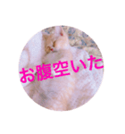 色々ゆめちゃんスタンプ（個別スタンプ：23）