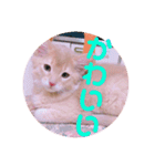 レオたんスタンプパート2（個別スタンプ：2）