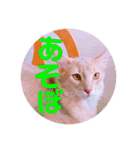 レオたんスタンプパート2（個別スタンプ：4）