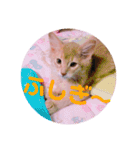 レオたんスタンプパート2（個別スタンプ：12）